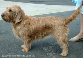 犬を家族に迎える前に